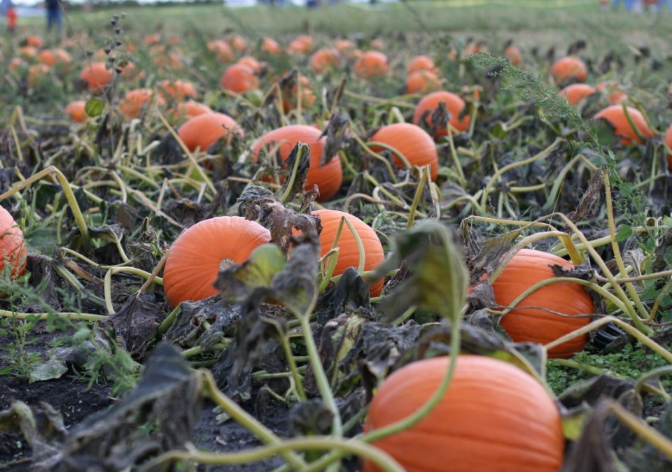Wilkes County Farmers Market  Pumpkin Patch and Fall Harvest